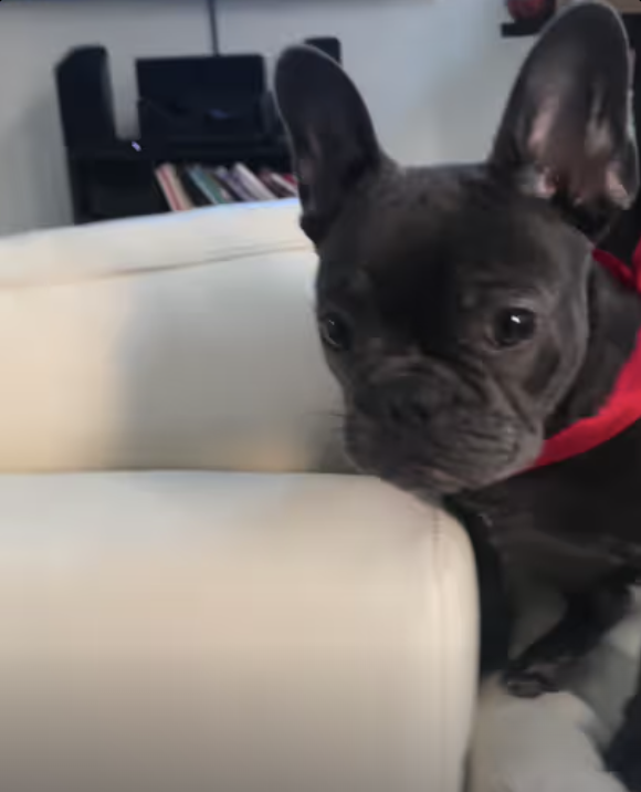 Frenchie Yoda performing parkour !